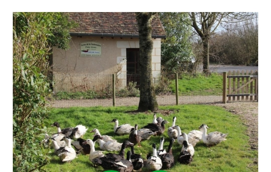 Canard